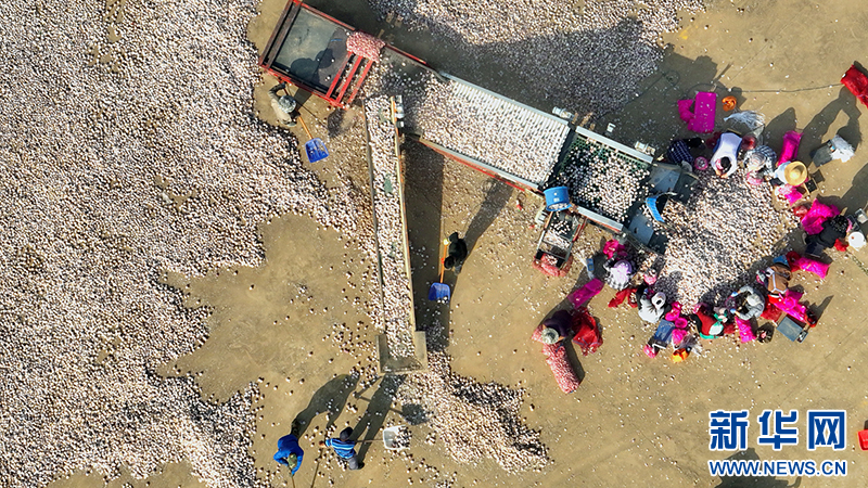 Aerial view of garlic being sorted during harvest season in Jinxiang